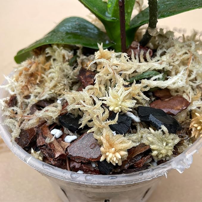 1.1 lb Sphagnum Moss for Plants, Carefully Selected Clean Sphagnum Mos for Rooting Plants