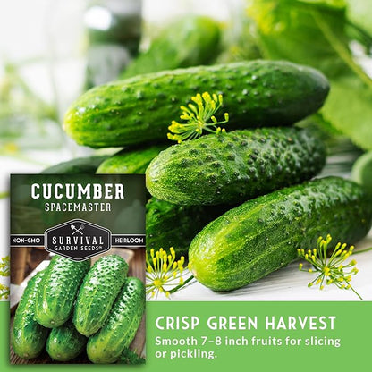 Spacemaster Cucumber Seeds for Planting | Compact Heirloom Non-GMO Variety for Small-Space Gardens – Survival Garden Seeds (5 Packs)