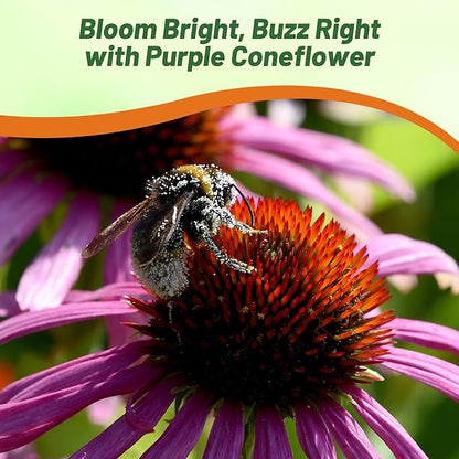Outsidepride Purple Echinacea Coneflower Seeds - 5 lbs Perennial, Deer-Proof & Drought Tolerant Flower Seeds with Daisy-Like Blooms for Pollinator-Friendly Gardens, Borders, & Meadows