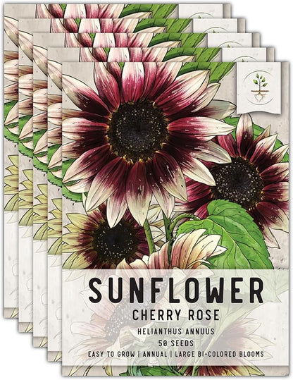 Seed Needs Sunflower Seeds for Planting Cherry Rose Sunflowers - Hybrid Flowers with Unique Bi-Colors for an Outdoors Flower Garden - Great for Cut Flowers in Bouquets & Floral Arrangements (5 Packs)