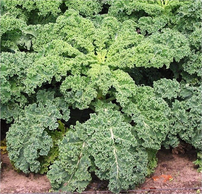 Seeds Dinosaur Kale Bush Cabbage Curly Scotch Giant Heirloom Vegetable Non GMO for Planting