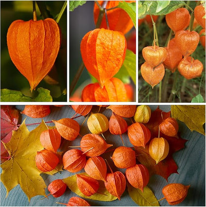 Seed Needs, Chinese Lantern Seeds for Planting (Physalis Alkekengi) Heirloom & Open Pollinated - Orange Ornamental Pods (2 Packs)