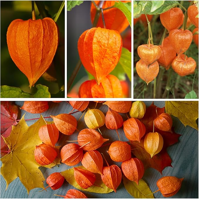 Seed Needs Chinese Lantern Seeds for Planting (Physalis Alkekengi) Heirloom & Open Pollinated Orange Ornamental Husk Cherries - Annuals to Plant an Outdoor Garden (1 Pack)