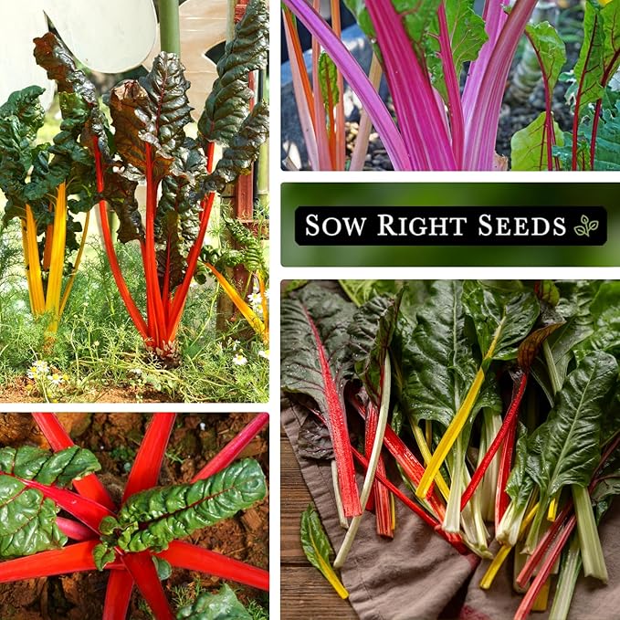 Sow Right Seeds - Rainbow Swiss Chard Seeds for Planting - Non-GMO Heirloom Packet with Instructions to Plant and Grow a Home Vegetable Garden - Nutritious Chard Greens for Cooking (4)