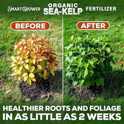 Organic Sea Kelp Fertilizer for Plants – Water-Soluble – Makes 100 Gallons – Kelp Meal Concentrate Plant Food – for Indoor Gardens, Hydroponics, Vegetables, Houseplants - Smart Grower - 4oz Bag