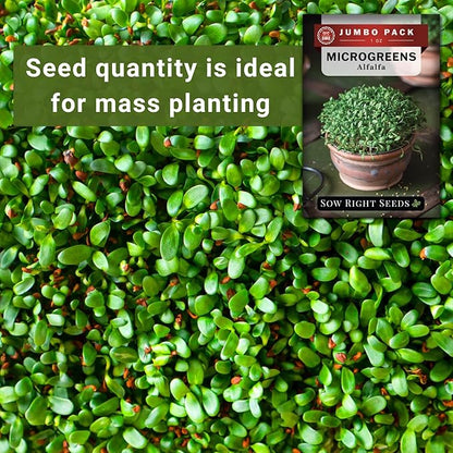 Sow Right Seeds - Bulk Alfalfa Seeds for Planting - 1 Ounce, 11000 Seeds - Non-GMO Heirloom Jumbo Pack with Instructions to Plant a Home Herb Garden - Grow Loads of Alfalfa Microgreens