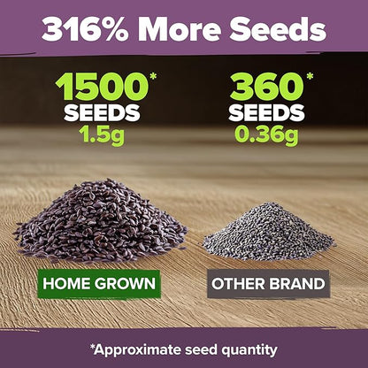 HOME GROWN Non GMO English Lavender Seeds 1,500+ Wildflower Seed for Planting Indoor/Outdoor, High Germination, Plant Flower Seeds (Lavandula antustifolia)
