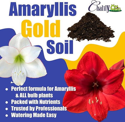 Chalily Amaryllis Potting Soil Perfect Planting Indoor & Outdoor House Tropical Mix Well Draining Houseplant Gardening Dirt Flower Paperwhites Hyacinth Premium Garden Poting (4 qt)
