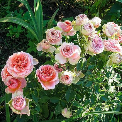 Perfect Rose Fertilizer – Premium Rose and Flower Fertilizers – Floral Nutrients for All Types of Flowers – Plant Nutrients with Kelp for Soil and Hydroponic Flower Gardens