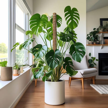 EcoNour Tall Moss Pole for Plants (2-Pack) 48-Inch | Large Monstera Plant Support for Climbing and Growth | Elevate Your Indoor Garden | Tall Plant Support for Indoor Potted Plants to Grow Upwards