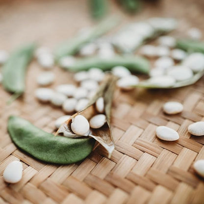 Henderson Bush Lima Bean - 50 Seeds - Heirloom White Butterbean Variety, USA-Grown, Non-GMO Baby Lima Bean Seeds for Planting Outdoors in The Home Garden, Thresh Seed Company