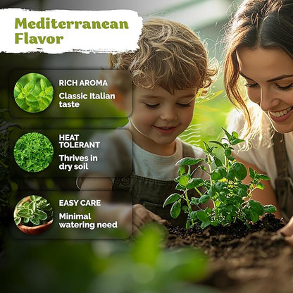 KVITER 1200 Italian Oregano Seeds for Planting (Origanum vulgare) - Majoram, Perennial Pizza Herb, Spicy Flavor Perfect Fresh & Dried - Non GMO & Heirloom Herb Seeds for Outdoor & Indoor Garden, Pots