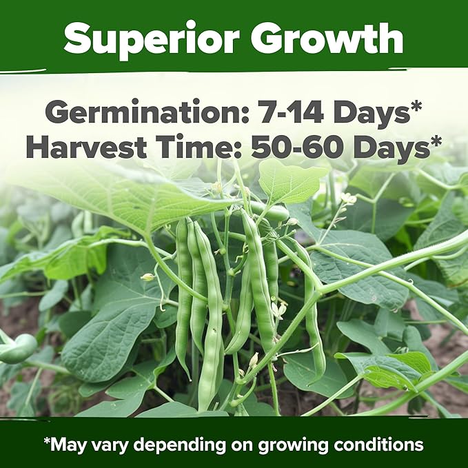 HOME GROWN Non GMO Contender Bush Bean Pack - 56 Heirloom Green Beans, Vegetable Seeds for Planting, Emergency Food Supply (Phaseolus vulgaris)