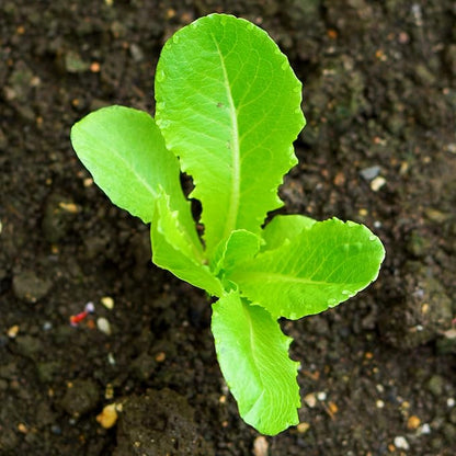 Seed Needs Romaine Lettuce Seeds for Planting Parris Island COS - Non-GMO Heirloom & Untreated Annual Cool Weather Crops - Grow a Home Grown Outdoor Vegetable Garden (2 Packs)