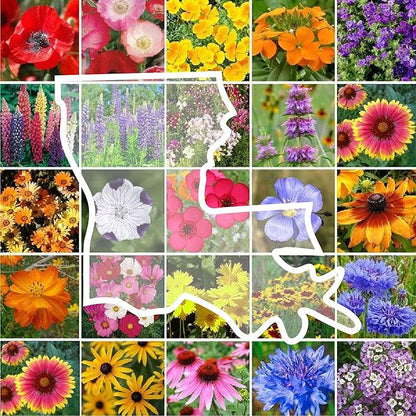 Eden Brothers Louisiana Wildflower Mixed Seeds for Planting, 1 lb, 480,000+ Seeds with Lupine, African Daisy | Attracts Pollinators, Plant in Spring or Fall, Zones