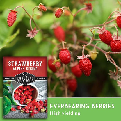 Alpine Regina Strawberry Seed for Planting - 5 Packets with Instructions to Plant & Grow Wild or Woodland Strawberries in The Home Vegetable Garden - Non-GMO Heirloom Variety - Survival Garden Seeds