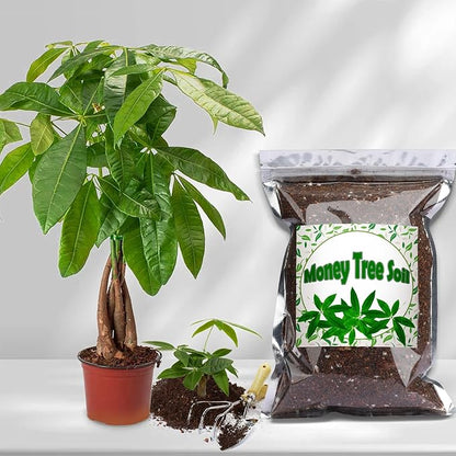 Organic Money Tree Soil Mix 1qt, Indoor Plants Potting Mix for All Potted Money Tree, Grow Healthy houseplants Indoors