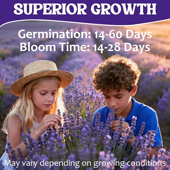 12000+ Perennial Lavender Seeds for Planting - Lavender Munstead Seed Non-GMO Heirloom Seeds Indoor or Outdoor Gardens, Culinary & Fragrant Pollinator Flower