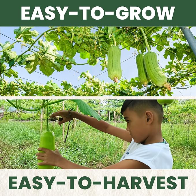Luffa Gourd – 45 Premium Seeds for Planting – Natural Sponges, Vigorous Vines, Abundant Harvests for The 2026 Season – 5 Gram Pouch