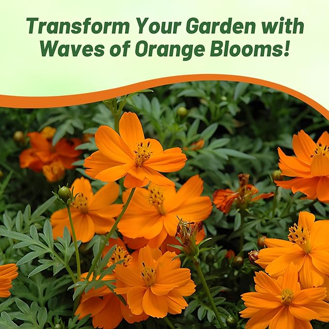 Outsidepride Mandarin Cosmos Sulphureus Seeds - 50 Pcs Annual, Pollinator-Friendly & Drought Tolerant Flower Seeds for Planting w/Vibrant Double Blooms for Low Maintenance Landscaping & Xeriscaping