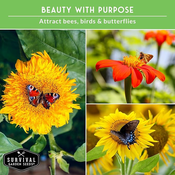 Sunflower Seeds Collection for Planting | 6 Variety Pack – Autumn Beauty, Black Russian, Chocolate Cherry, Sungold, Lemon Queen & Mexican Sunflower – Heirloom Non-GMO – Survival Garden Seeds