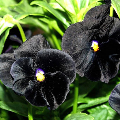 Seed Needs, Clear Crystals Black Pansy Seeds - 600 Heirloom Seeds for Planting Viola x wittrockiana - Deep Burgundy/Black Blooms, Edible Flowers (1 Pack)