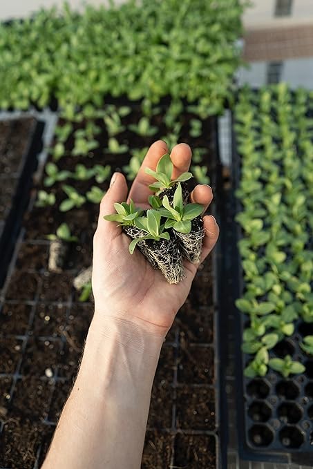 Organic Seedling Fertilizer 1 Gal, CDFA Organic Registered. Plant Care Fertilizer for Vegetable Gardens Like Tomato, Cucumber, Beans, Carrots and All Other Plants
