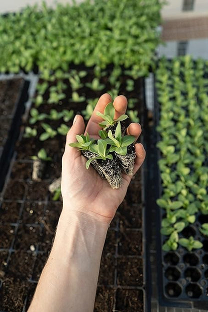 Organic Seedling Solution, Liquid Fertilizer for Seedlings, Cuttings & Clones – Natural Seaweed & Fish-Based Plant Food for Strong Root Growth. 32 oz