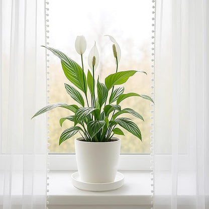 D'vine Dev Modern Round 7.1 Inch Ceramic Plant Pot Saucer, Planter Pot Drainage Tray for Indoor Plants, Matte White, 97-T-A-3