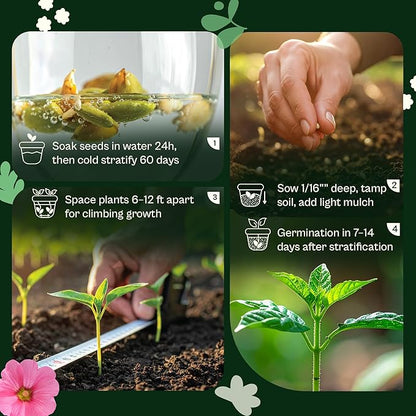 SVI 50 Red Trumpet Vine Seeds for Planting (Campsis radicans) – Trumpet Creeper Seed Packets, Hummingbird Flowers – Heirloom Flower Seeds to Plant Outside - Fences, Trellises, Outdoor Garden