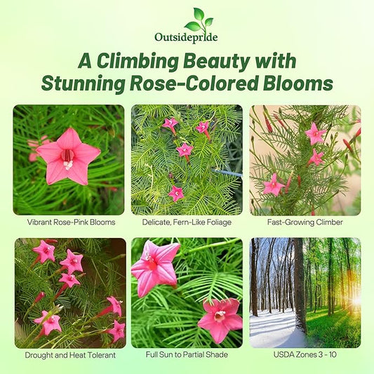 Outsidepride Rose Cypress Vine Seeds - 100 Pcs Annual Flower Seeds with Nectar-Rich, Star-Shaped Flowers & Feathery, Fern-Like Leaves for Fences, Trellises, Pergolas & Vertical Gardens