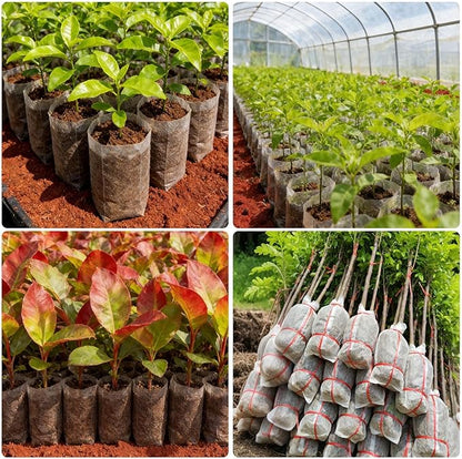 Augshy JULMELON 100 Pcs Nursery Growing Bags, 7.5x11.6 inch Breathable Non-Woven Plants Grow Fabric Plant Grow Bags for Vegetable Seed Starter Home or Outdoor Garden Supply