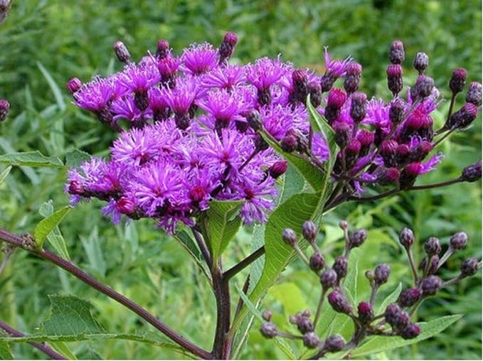 Ironweed- Vernonia Fasciculata- 200 Seeds