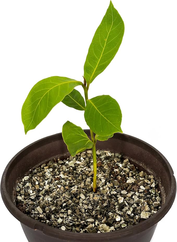 Horticultural Organic Vermiculite by GARDENERA - Medium Grade - Natural Soil Additive for Potted Plants - Orchids - Hydroponics - Terrariums (1 QT) - Set of 3