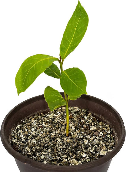 Horticultural Organic Vermiculite by GARDENERA - Medium Grade - Natural Soil Additive for Potted Plants - Orchids - Hydroponics - Terrariums (1 QT) - Set of 3