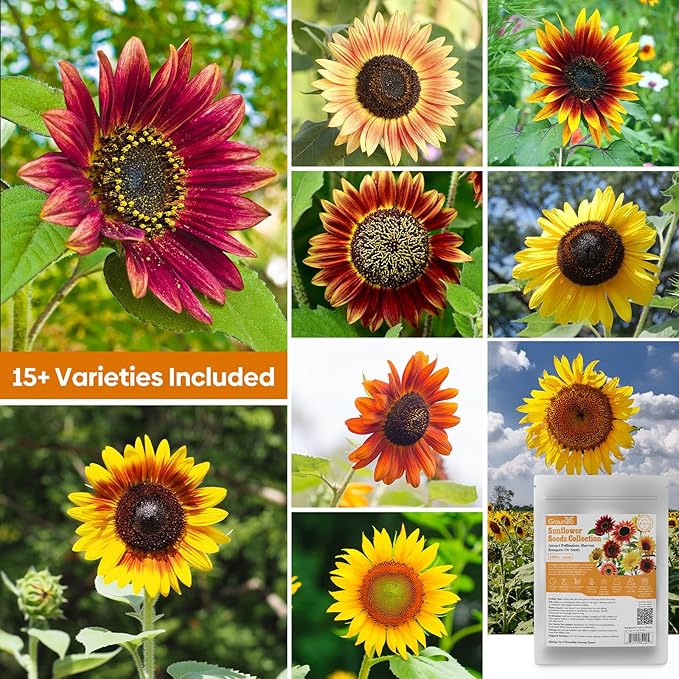 Sunflower Seeds for Planting, 15+ Varieties, 1 Oz, 300+ Mixed Seeds to Plant Colored Sunflower for Outdoors, Garden, Attracts Pollinators