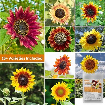 Sunflower Seeds for Planting, 15+ Varieties, 1 Oz, 300+ Mixed Seeds to Plant Colored Sunflower for Outdoors, Garden, Attracts Pollinators
