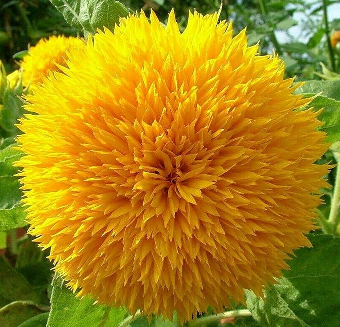 Giant Teddy Bear Sunflower Seeds - 0.7oz (800+ Seeds) | Fluffy Double Yellow Petals | Extra Large Blooms, Non-GMO, Open Pollinated | Easy Grow