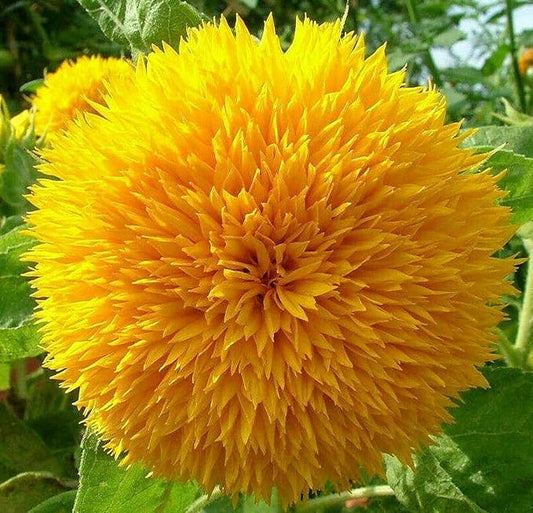 Giant Teddy Bear Sunflower Seeds - 0.7oz (800+ Seeds) | Fluffy Double Yellow Petals | Extra Large Blooms, Non-GMO, Open Pollinated | Easy Grow