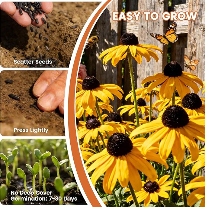 Black Eyed Susan Seeds for Planting | 30,000+ Heirloom Seeds, Non-GMO Flower Seeds for Garden, Borders & Containers | Sunflower Companion Wildflower Seeds to Attract Pollinators