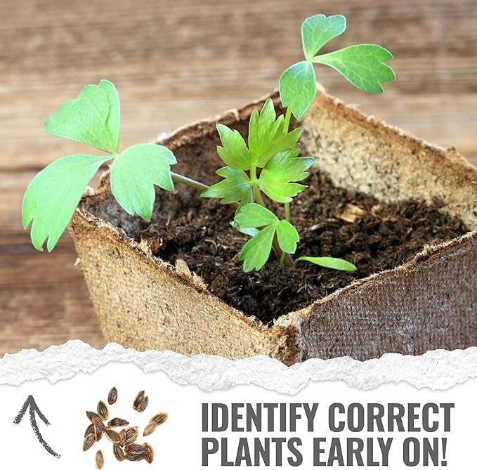 Seed Needs Lovage Seeds for Planting - Non-GMO Heirloom & Untreated Herbs to Plant a Medicinal/Culinary Home Grown Herb Garden Indoors or Outdoors (5 Packs)