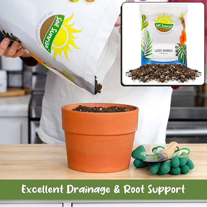 Soil Sunrise Lucky Bamboo Plant Potting Mix (4 Quarts) Custom Soil Mix for Repotting