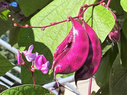 TomorrowSeeds - Purple Moon Hyacinth Bean (Pole) Seeds - 30+ Count - for 2026 Planting Lablab Purpureus Dolichos Tonga Njahi Seim Bataw Flat Beans USA Garden Vegetable Grow Your Own Home Farm Patio
