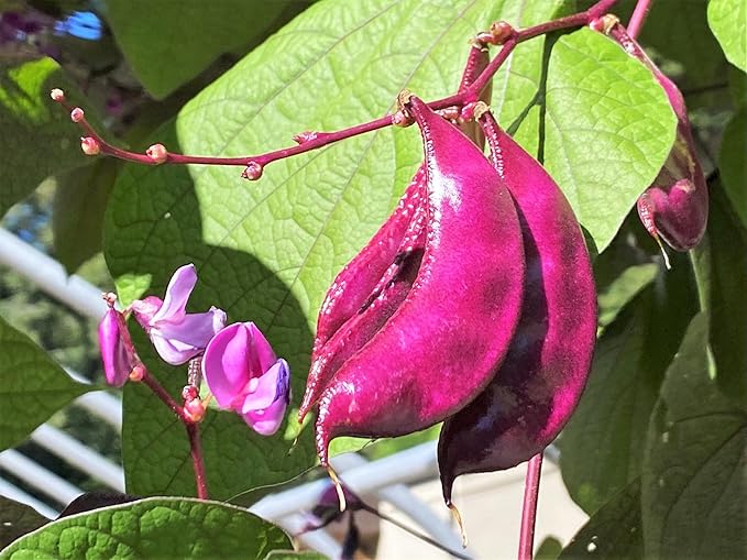 TomorrowSeeds - Purple Moon Hyacinth Bean (Pole) Seeds - 90+ Count - for 2026 Planting Lablab Purpureus Dolichos Tonga Njahi Seim Bataw Flat Beans USA Garden Vegetable Grow Your Own Home Farm Patio