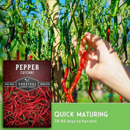 Cayenne Pepper Seeds for Planting | Hot Heirloom Non-GMO Red Peppers with 30,000–50,000 Scoville Heat – Survival Garden Seeds (1 Pack)