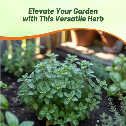 Outsidepride Greek Oregano Seeds - 5000 Pcs Perennial, Aromatic Easy to Grow Herb Seeds for Culinary Use, Flavorful Oregano Gardens & Tea Preparation, Food Seasoning & Traditional Uses