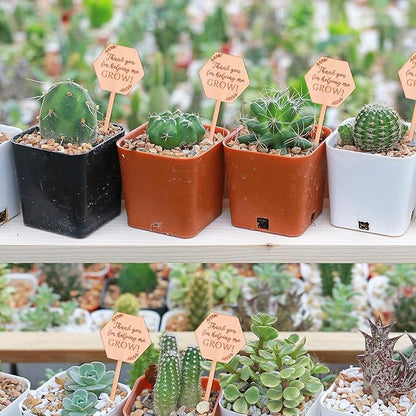 30PCS Thank You for Helping Me Grow Hexagon Wooden Plant Identification Stakes, Garden Succulents Tags Labels for Plants Gifts, Pot Label Picks for Teacher's Day or Mother's Day Appreciation Thanks