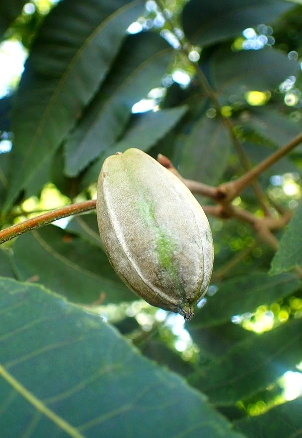 TomorrowSeeds - Pecan Tree Seeds - 6+ Count - For 2026 Planting Carya Illinoensis Illinois Nut Pecans Buttery Edible Texas American Hickory Native Perennial Trees Grow Your Own Home Farm Patio Healthy