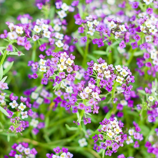 Seed Needs Alyssum Seeds for Planting - Heirloom & Untreated - Tender Perennial Flowers to Attract Pollinators to Rock Gardens, Pots, Containers & Window Boxes