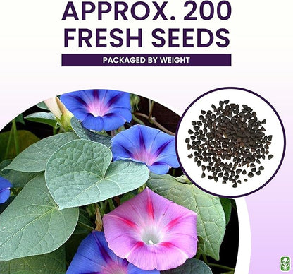 Mixed Morning Glory Seeds for Planting – 200 Fresh Seeds – Blue, Purple, White, and Rose Climbing Vine Flowers – Attracts Butterflies & Hummingbirds – Fast-Growing Vine – Grown in The USA